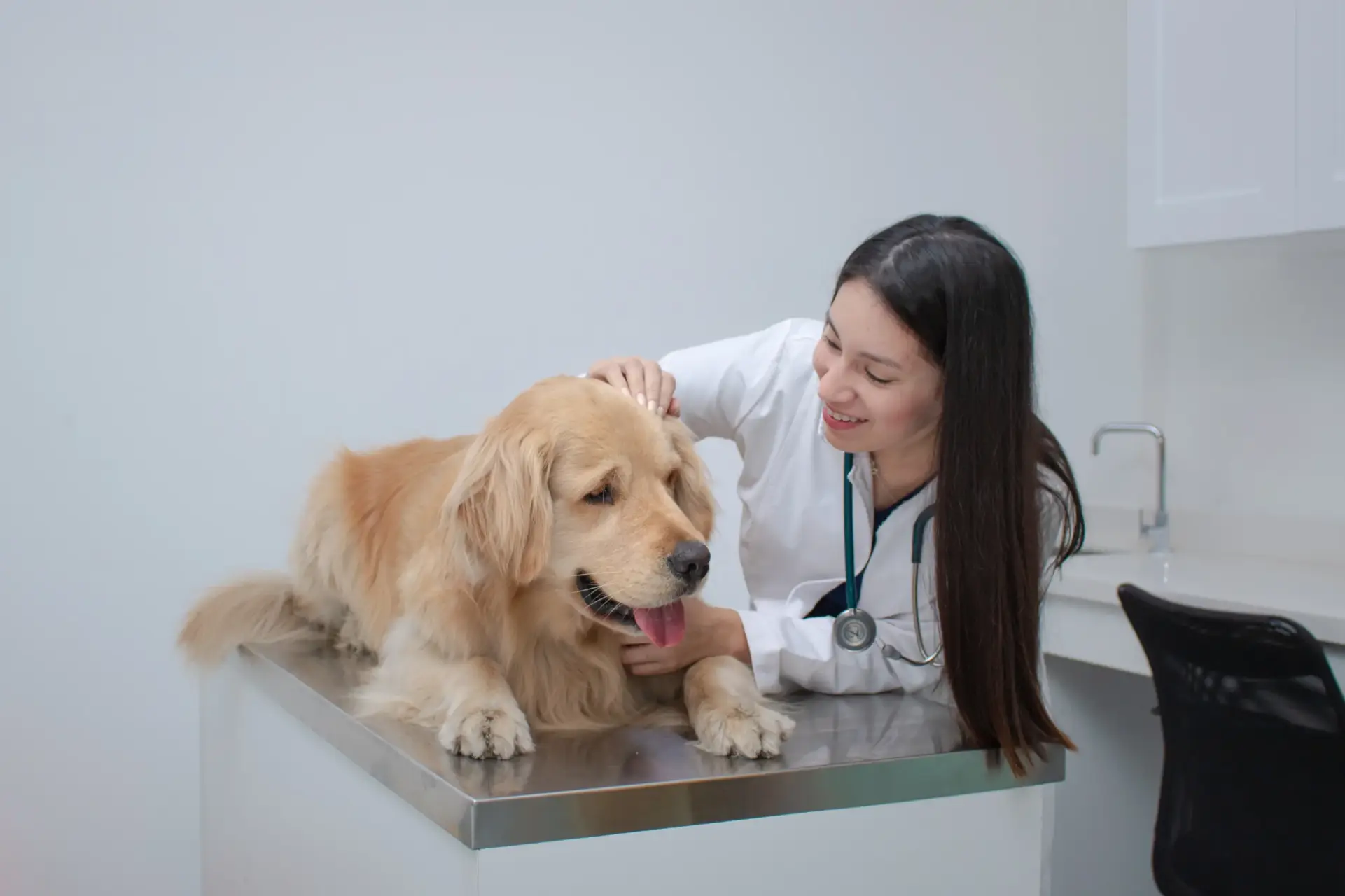 LatePeru - Veterinaria en Lima